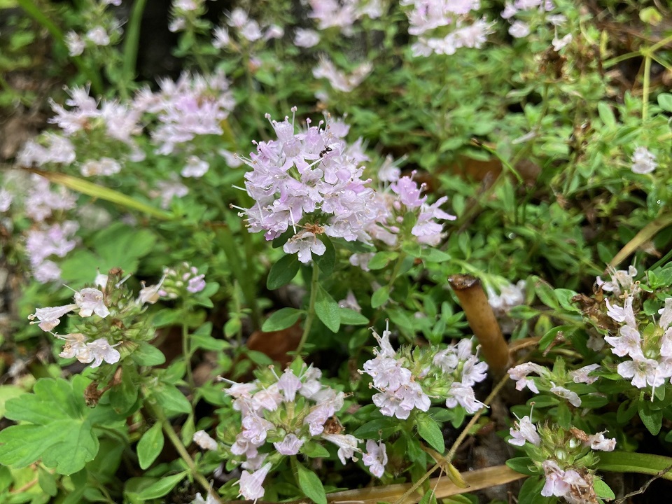 イブキジャコウソウの花の写真
