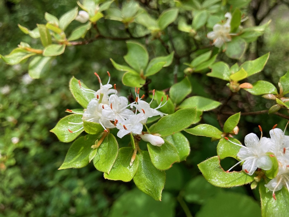 コメツツジの花の写真