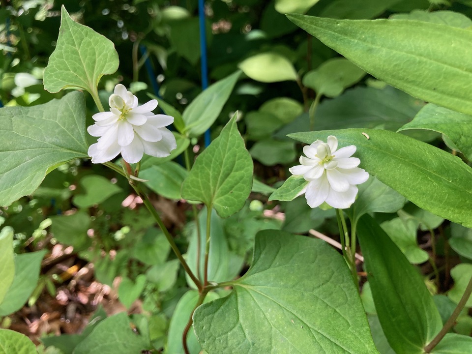 ドクダミの花の写真