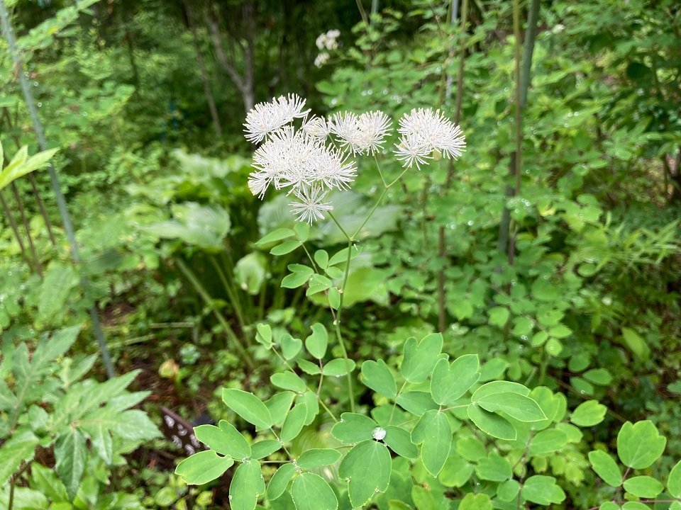 マンセンカラマツの花の写真