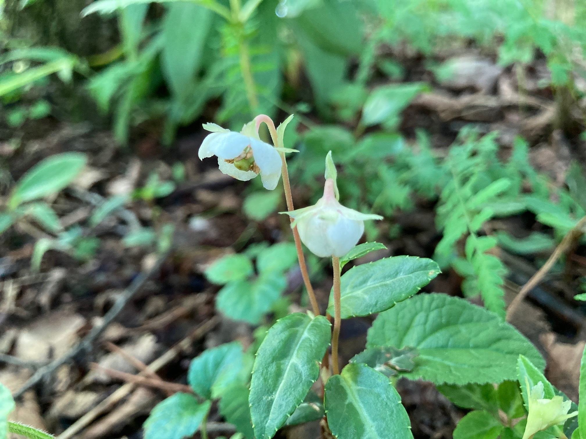 ウメガサソウの花の写真