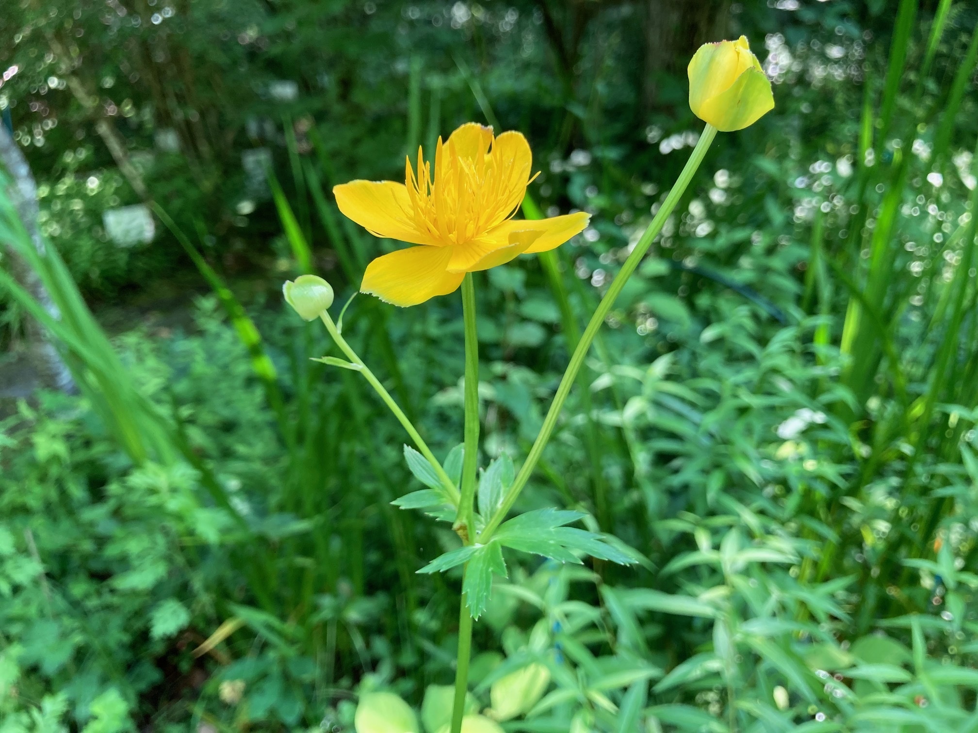 シナノキンバイソウの花の写真