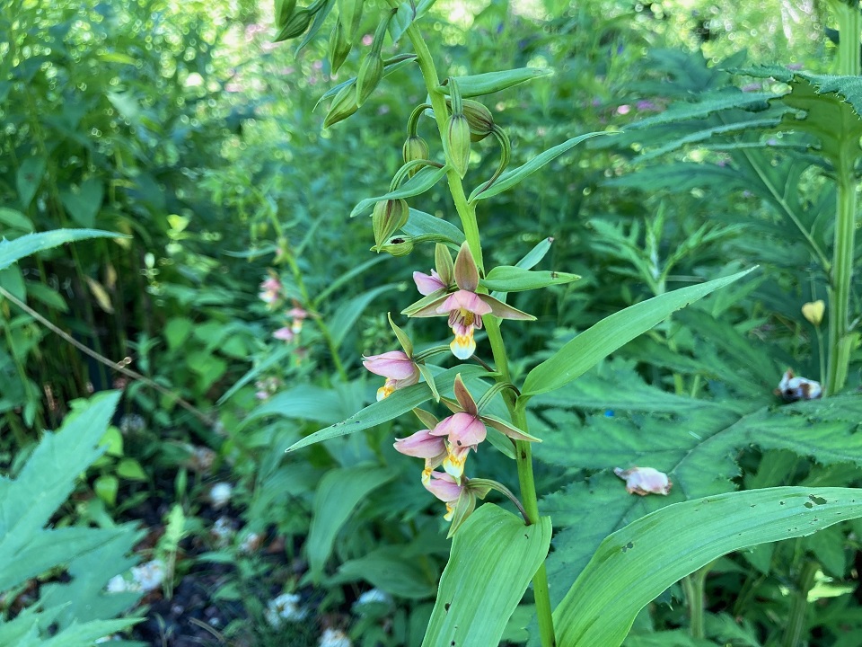 カキランの花の写真