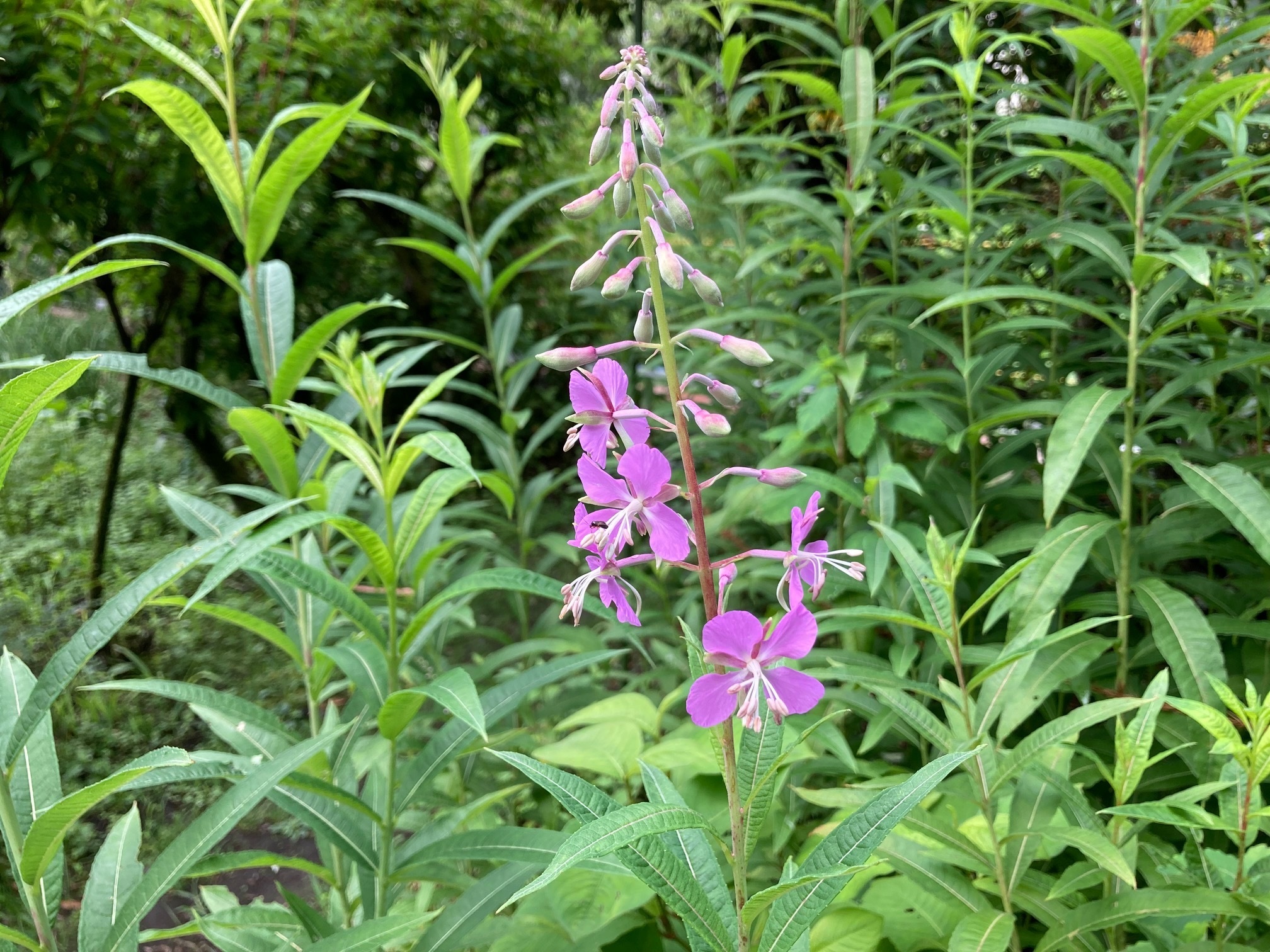 ウスゲヤナギランの花の写真