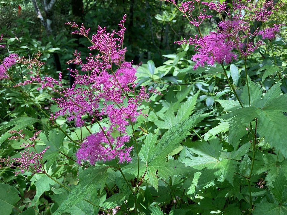キョウガノコの花の写真
