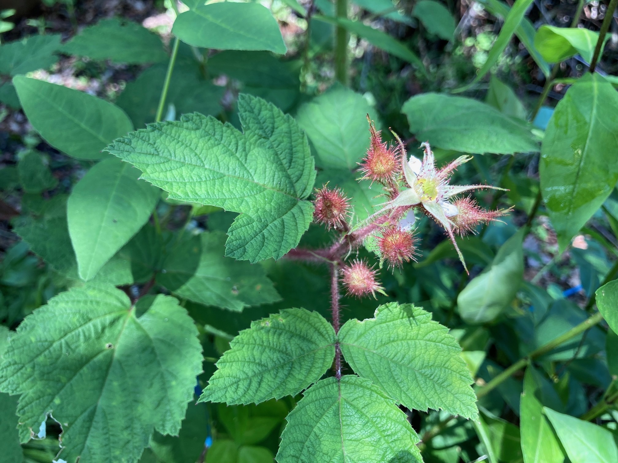 エビガライチゴの花の写真