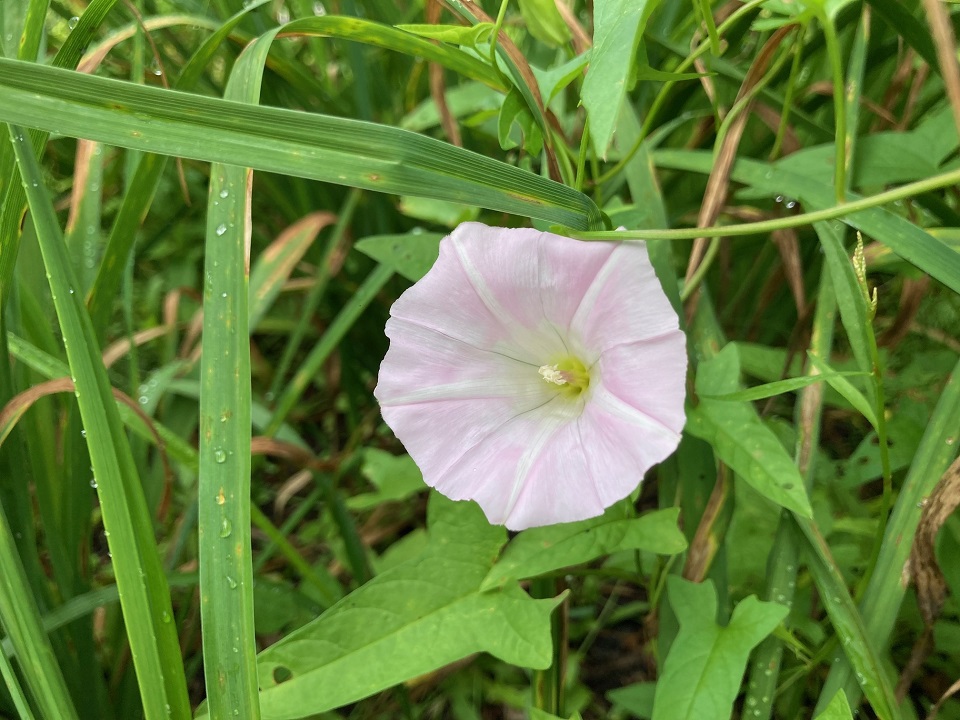 ヒルガオの花の写真