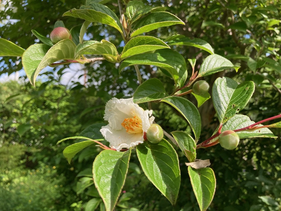 ナツツバキの花の写真