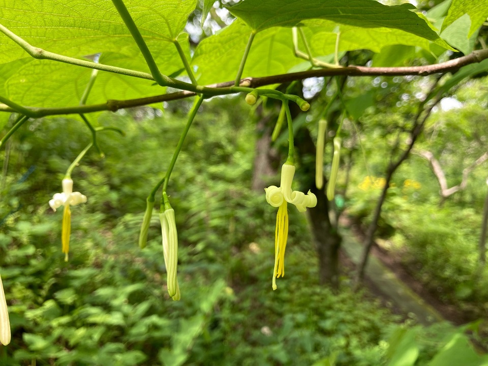 ウリノキの花の写真