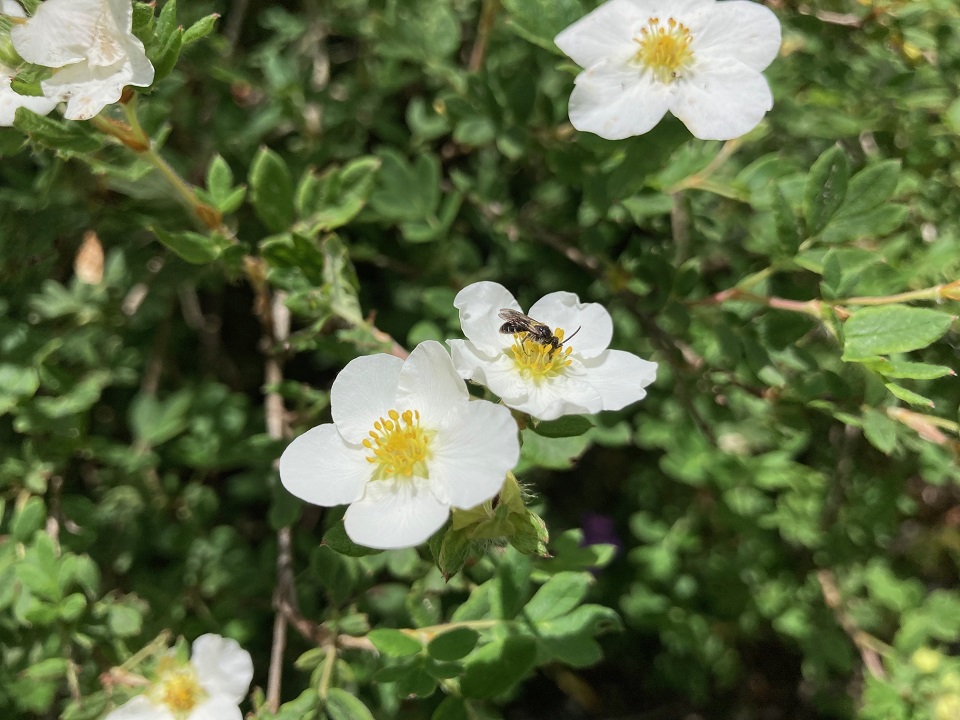 ギンロバイの花の写真