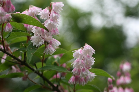 サラサウツギの花の写真