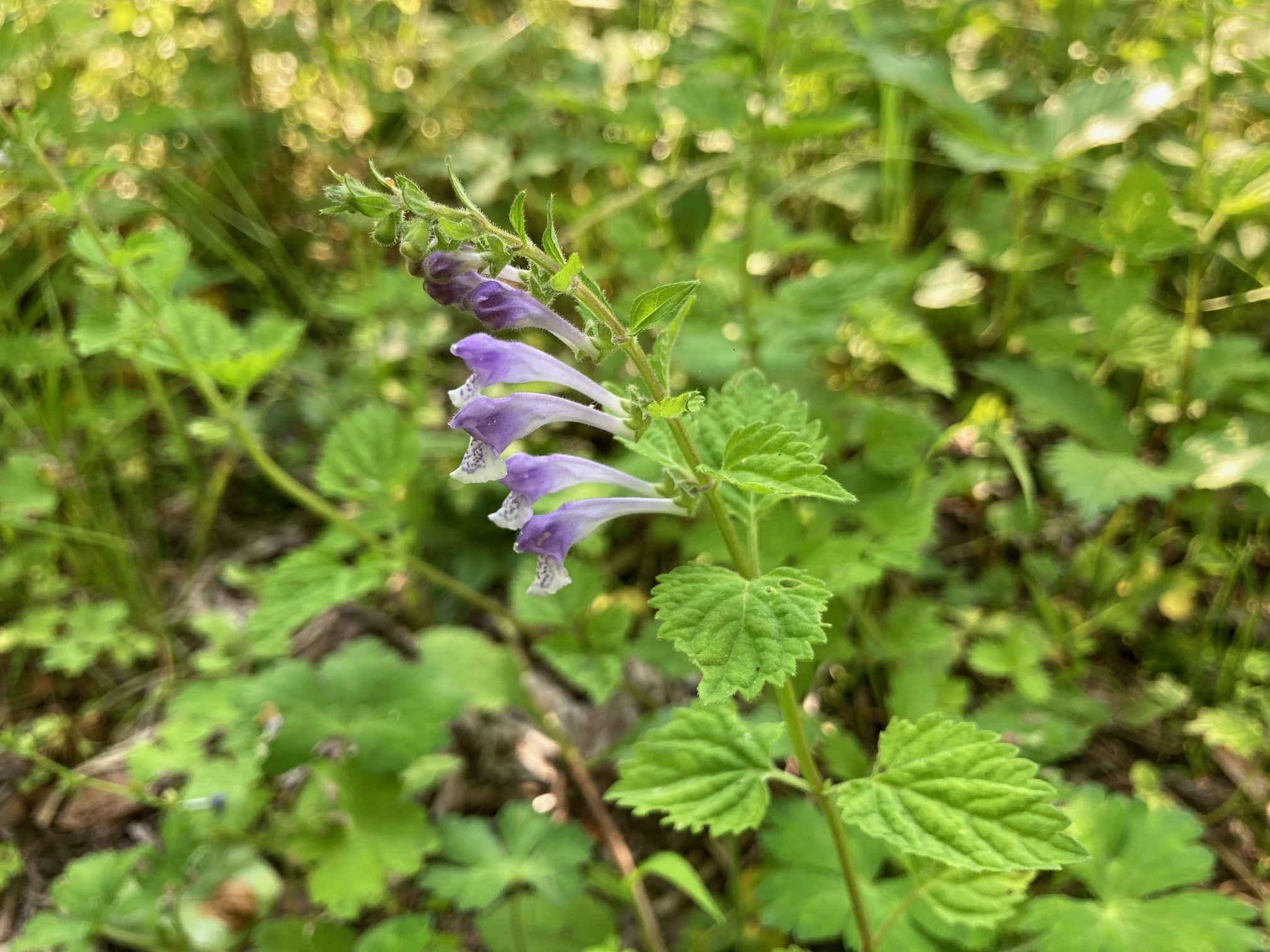 ヤマタツナミソウの花の写真