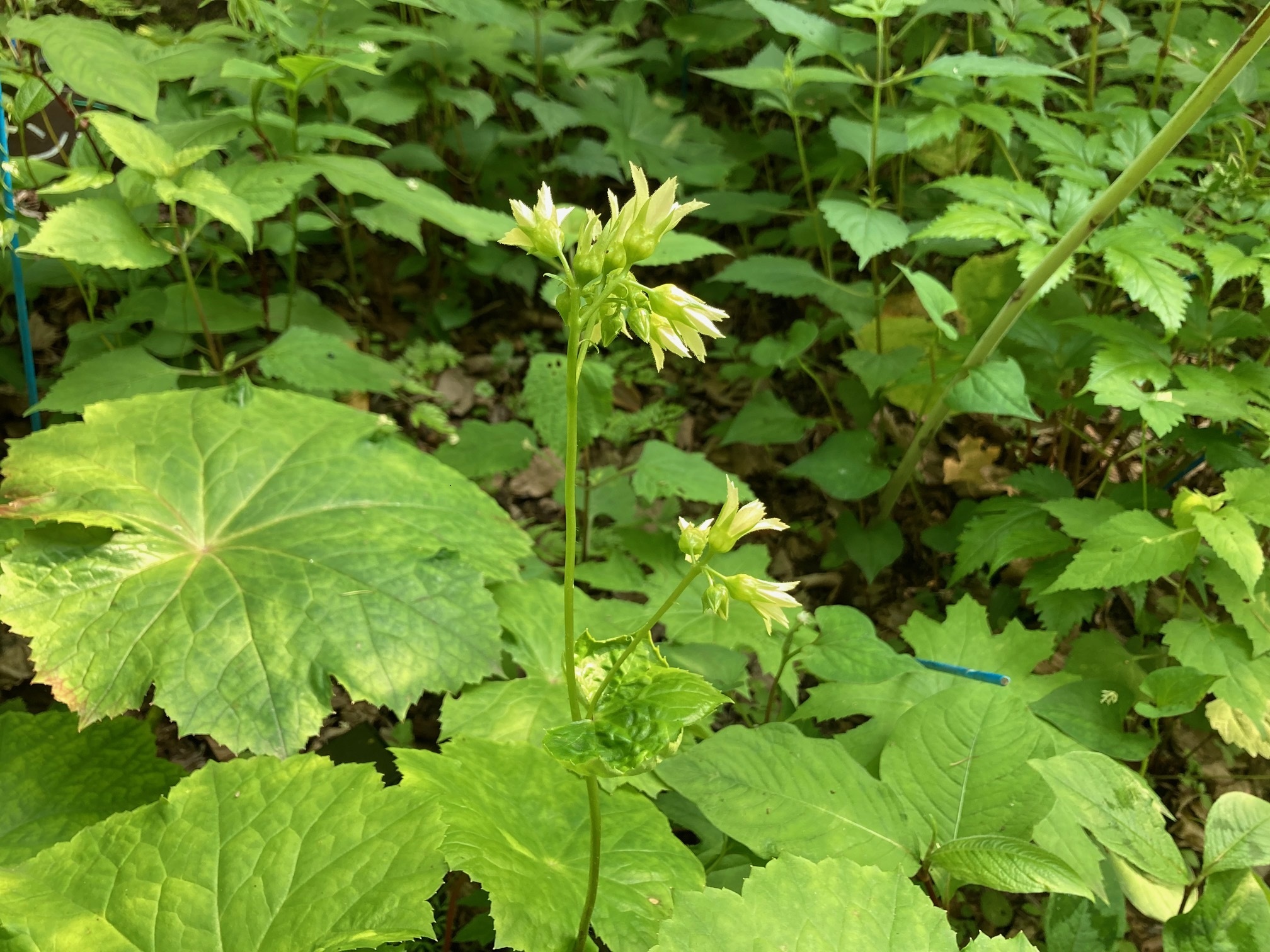 ヤワタソウの花の写真