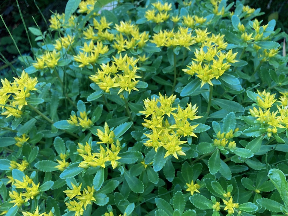 エゾノキリンソウの花の写真