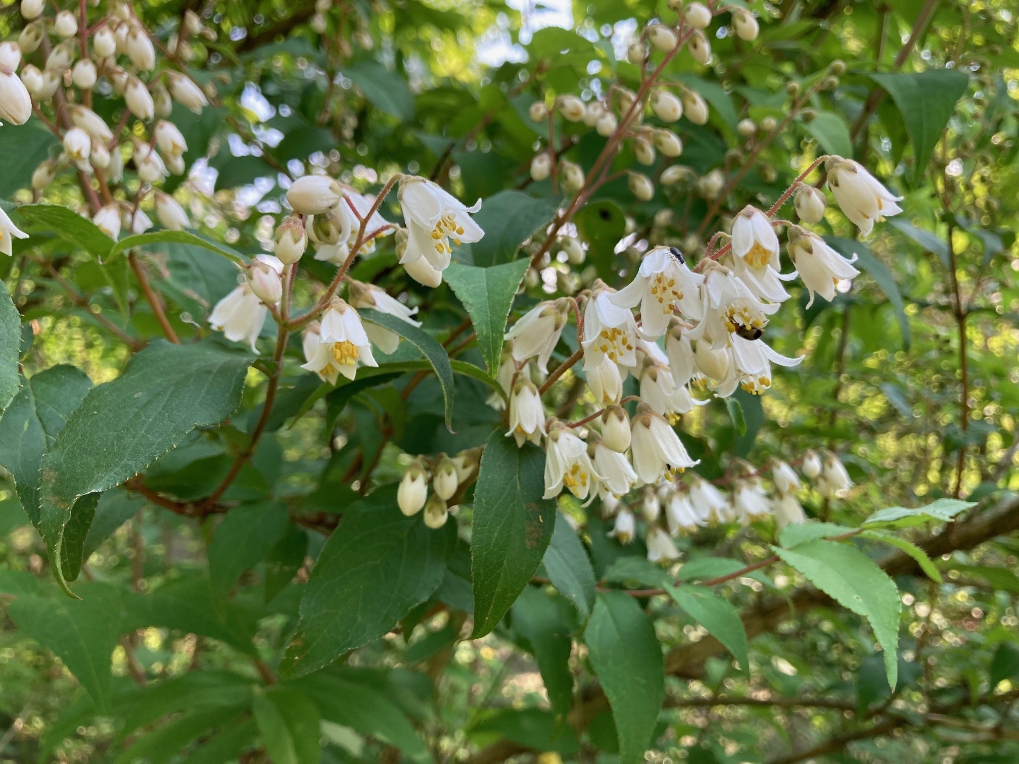 ウツギの花の写真