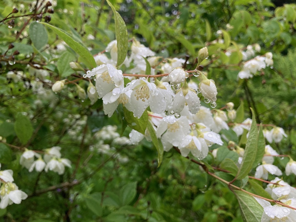 バイカウツギの花の写真