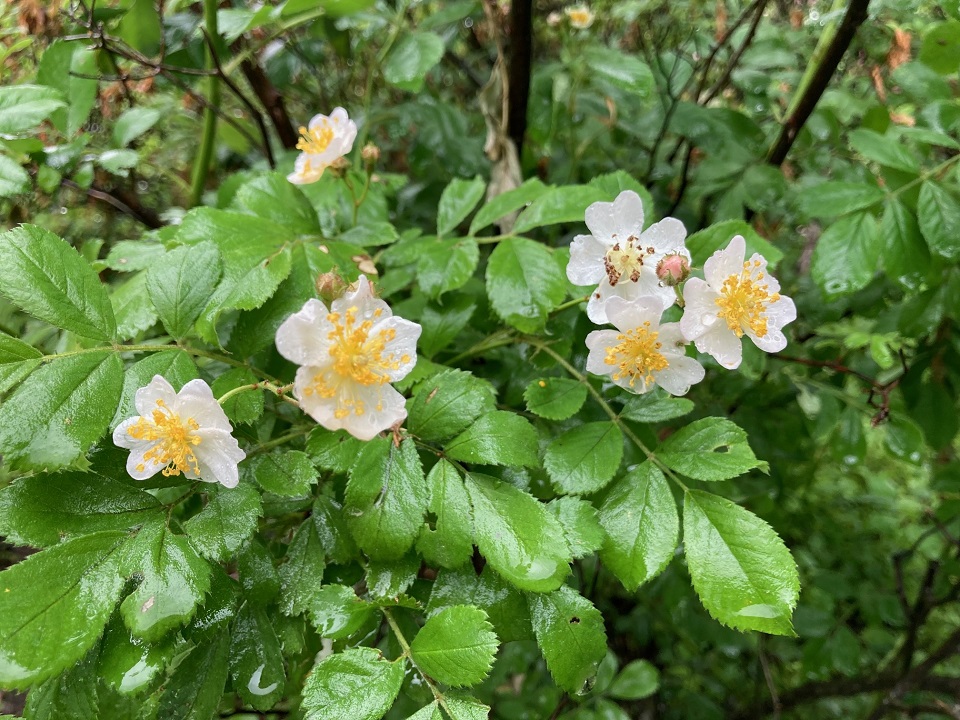 ノイバラの花の写真