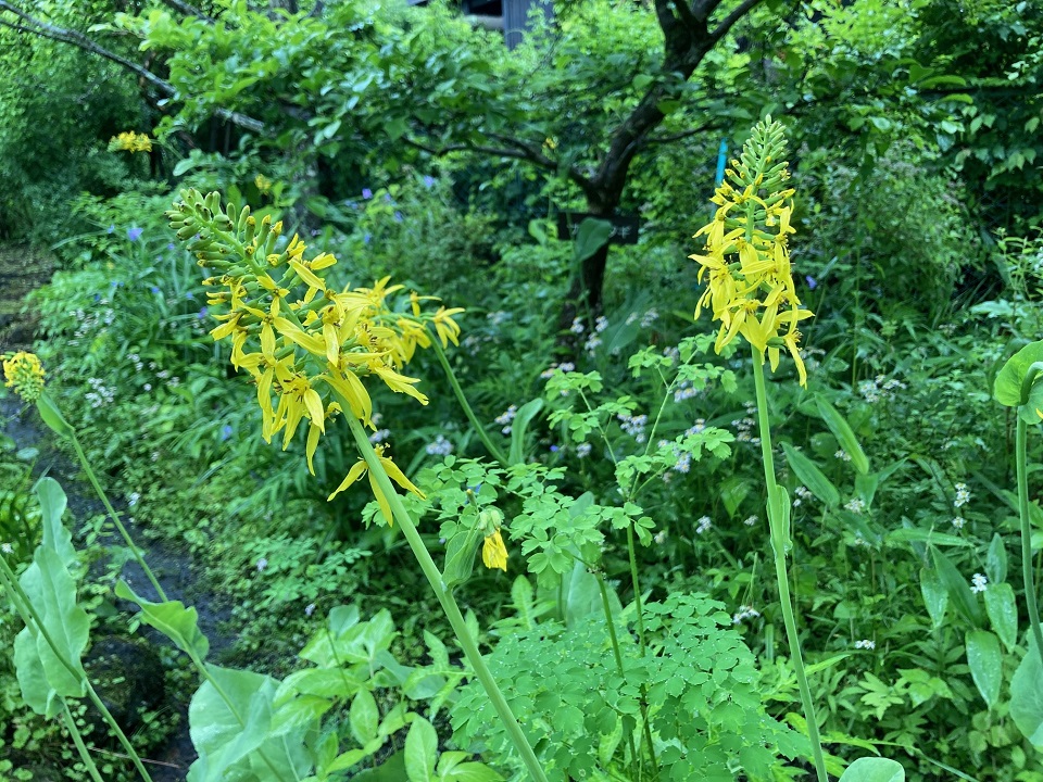 ヤマタバコの花の写真
