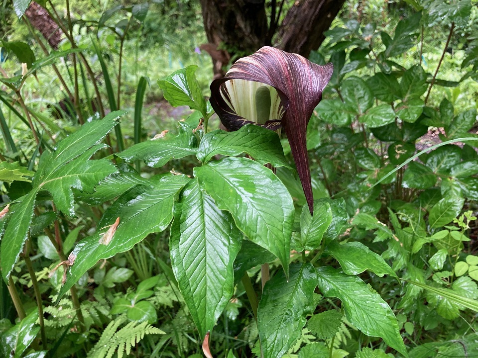 オオマムシグサの花の写真