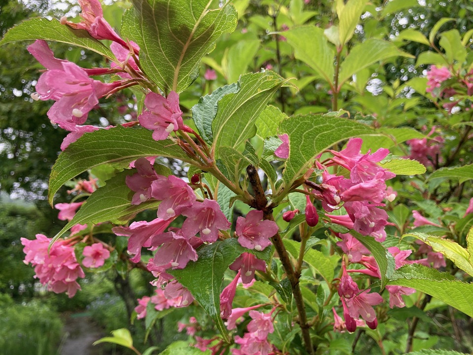 タニウツギの花の写真