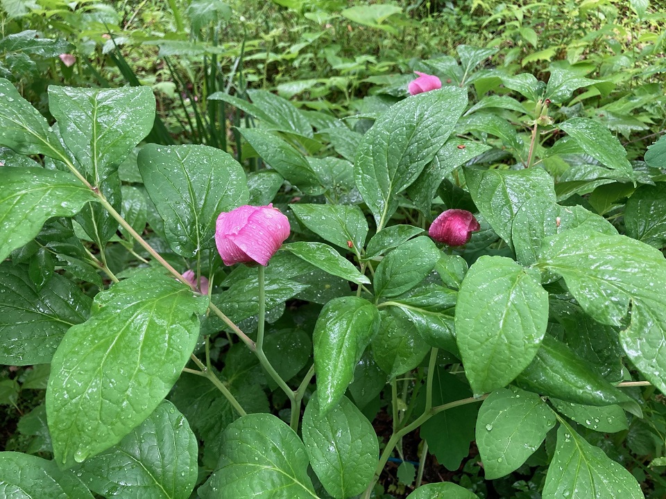 ベニバナヤマシャクヤクの花の写真