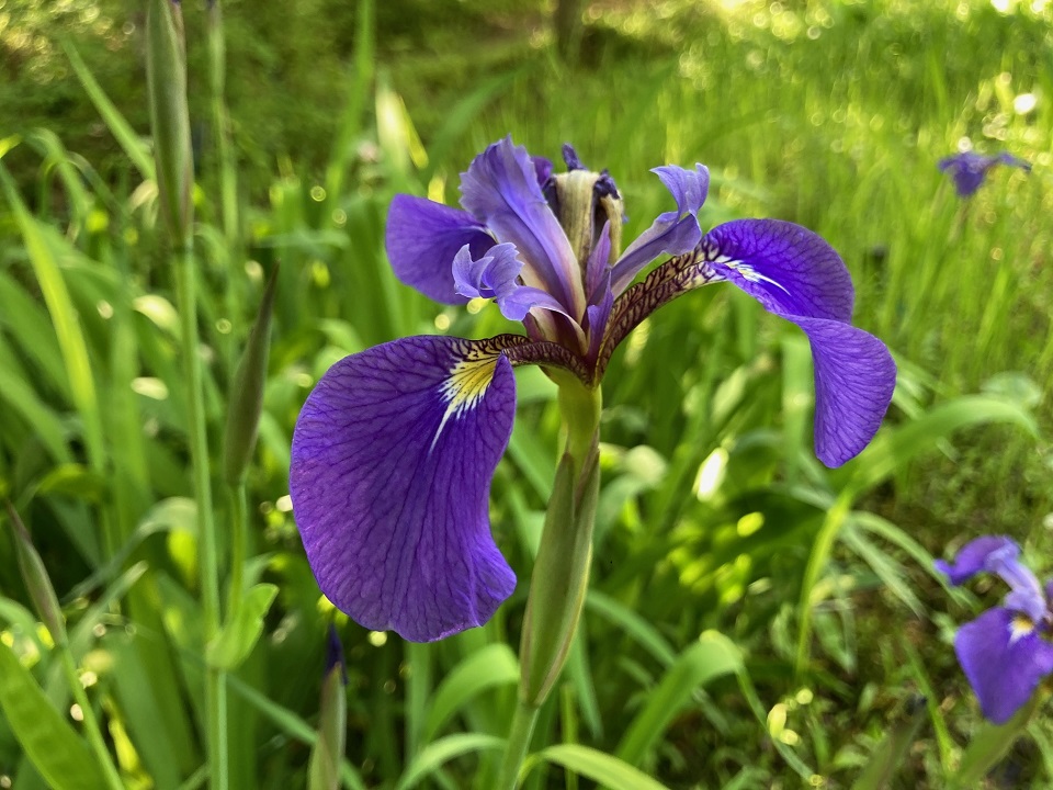 ナスノヒオウギアヤメの花の写真