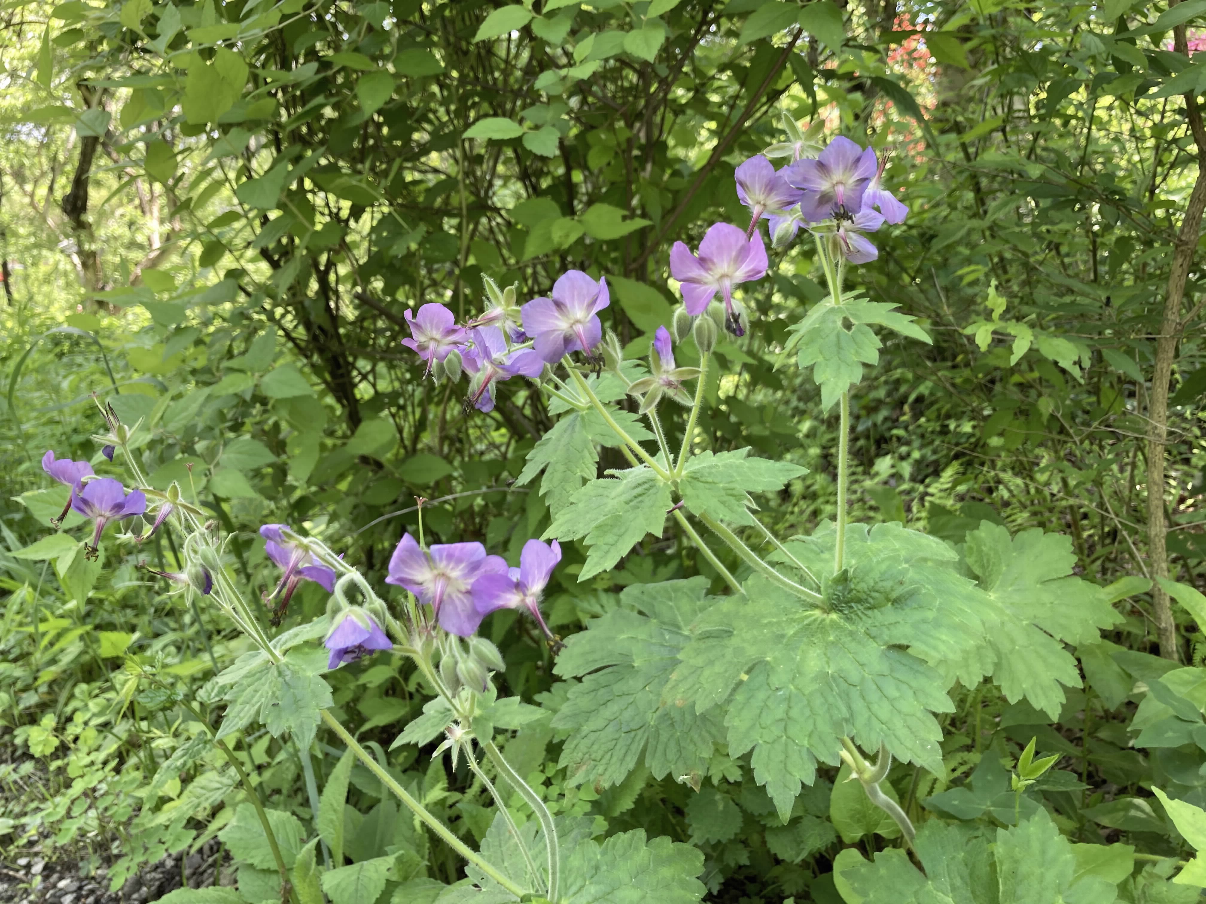 グンナイフウロの花の写真