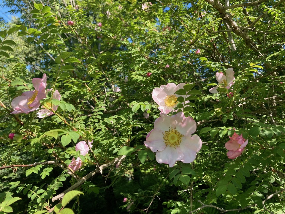 サンショウバラの花の写真