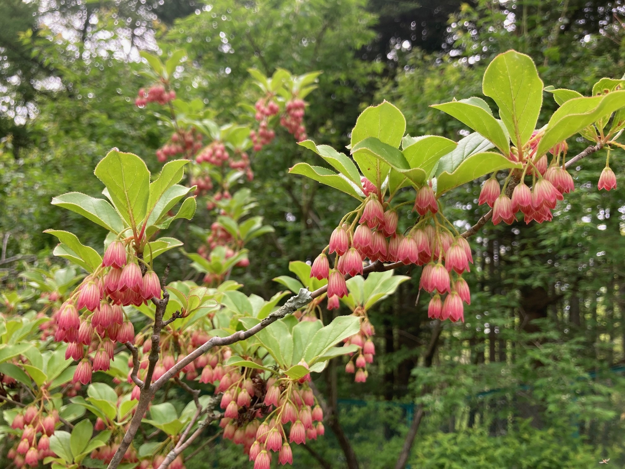 サラサドウダンの花の写真