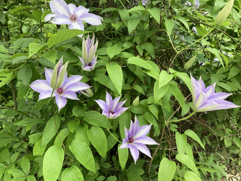 カザグルマの花の写真
