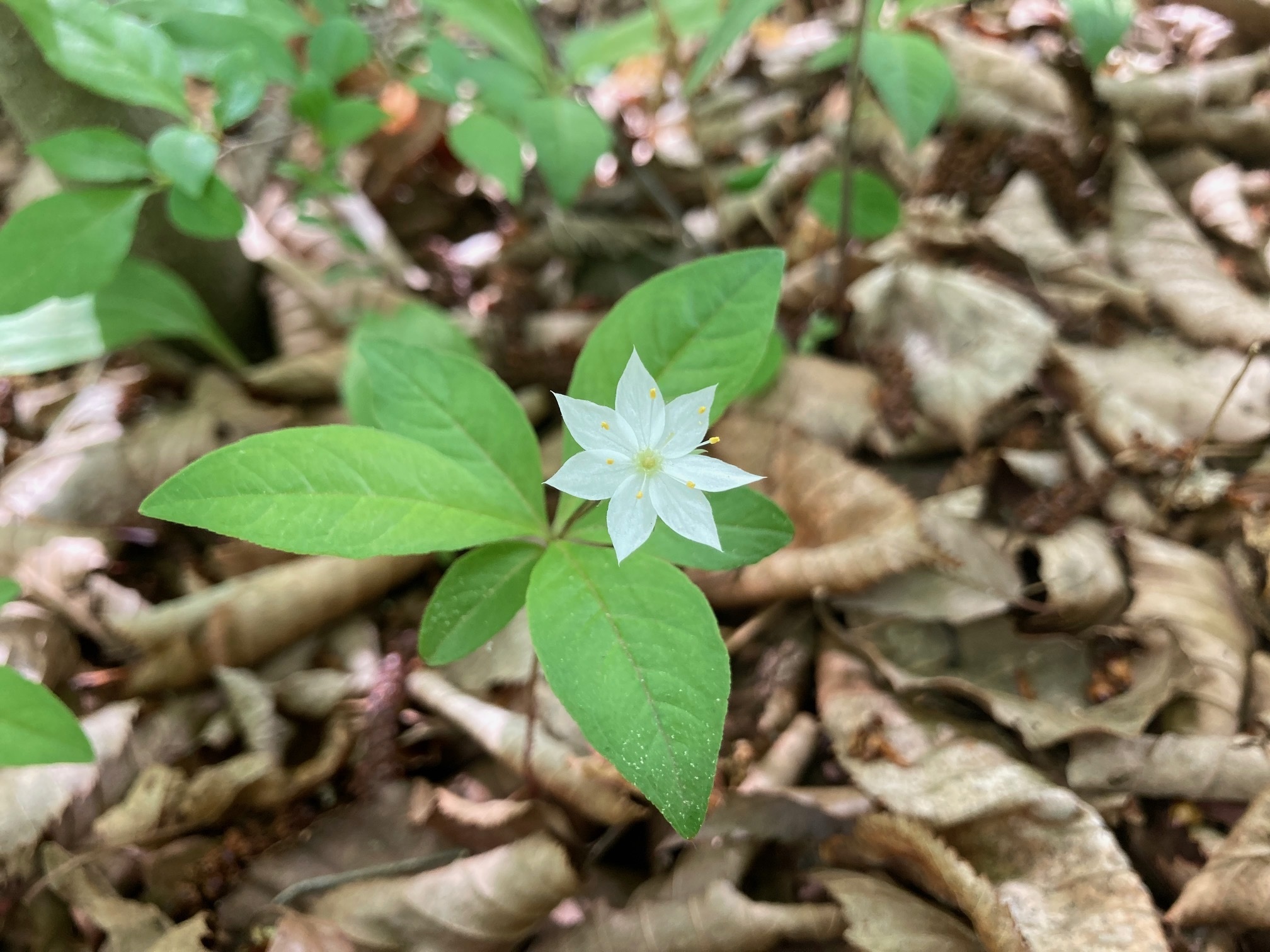 ツマトリソウの花の写真