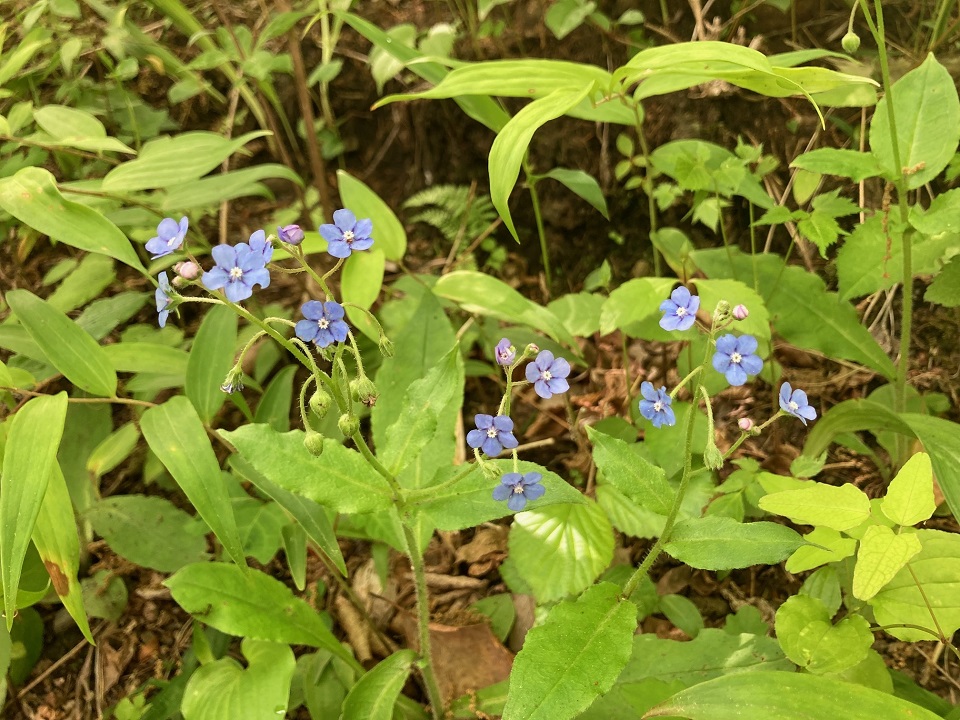 ルリソウの花の写真