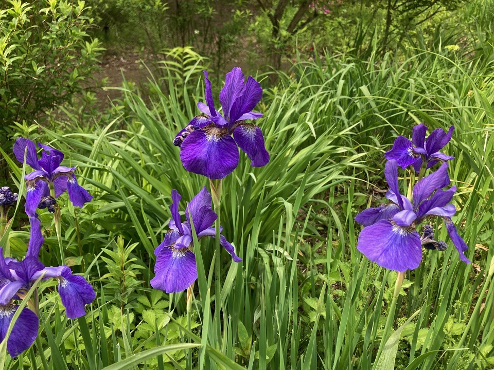 アヤメの花の写真