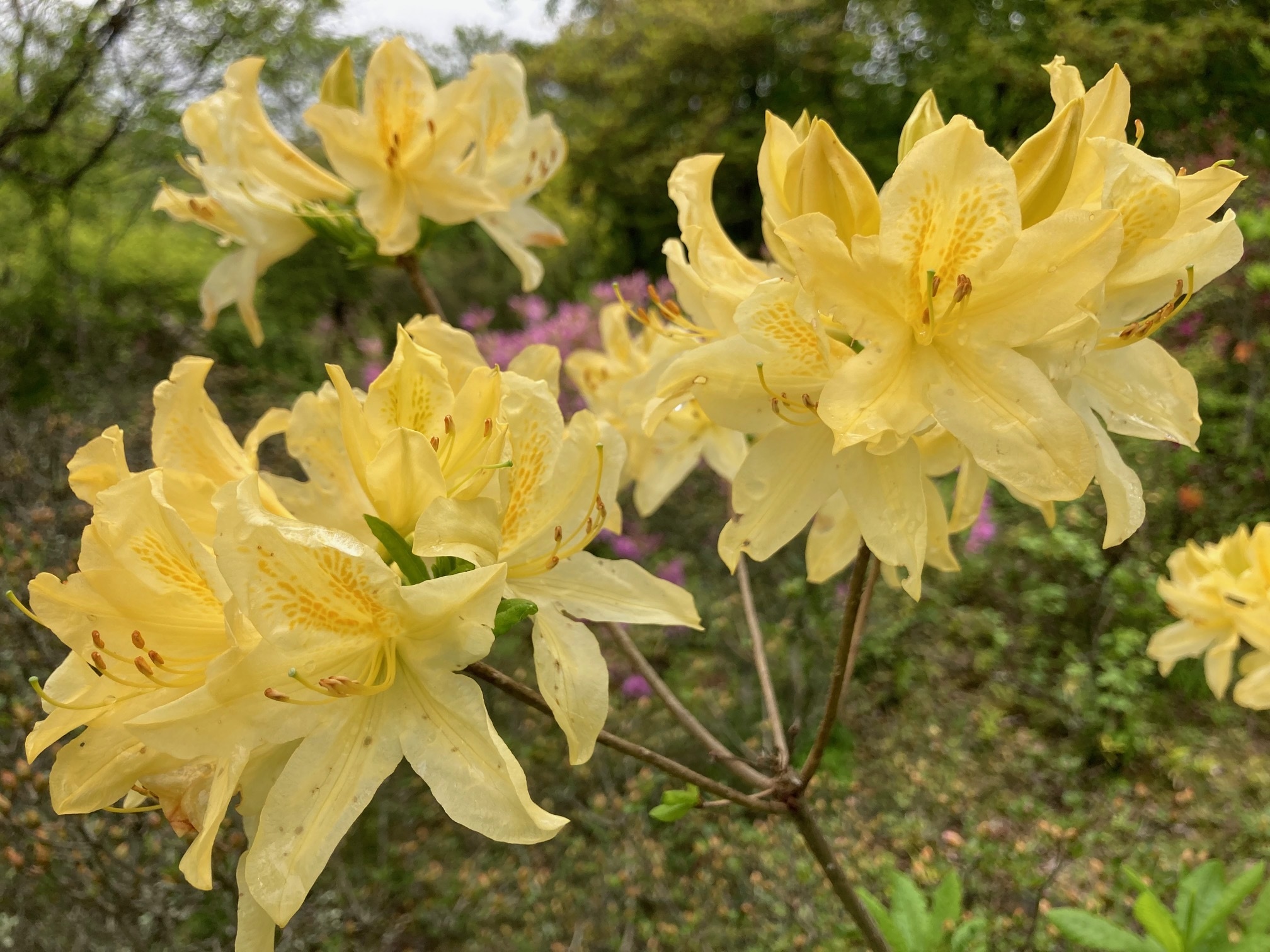 キレンゲツツジの花の写真