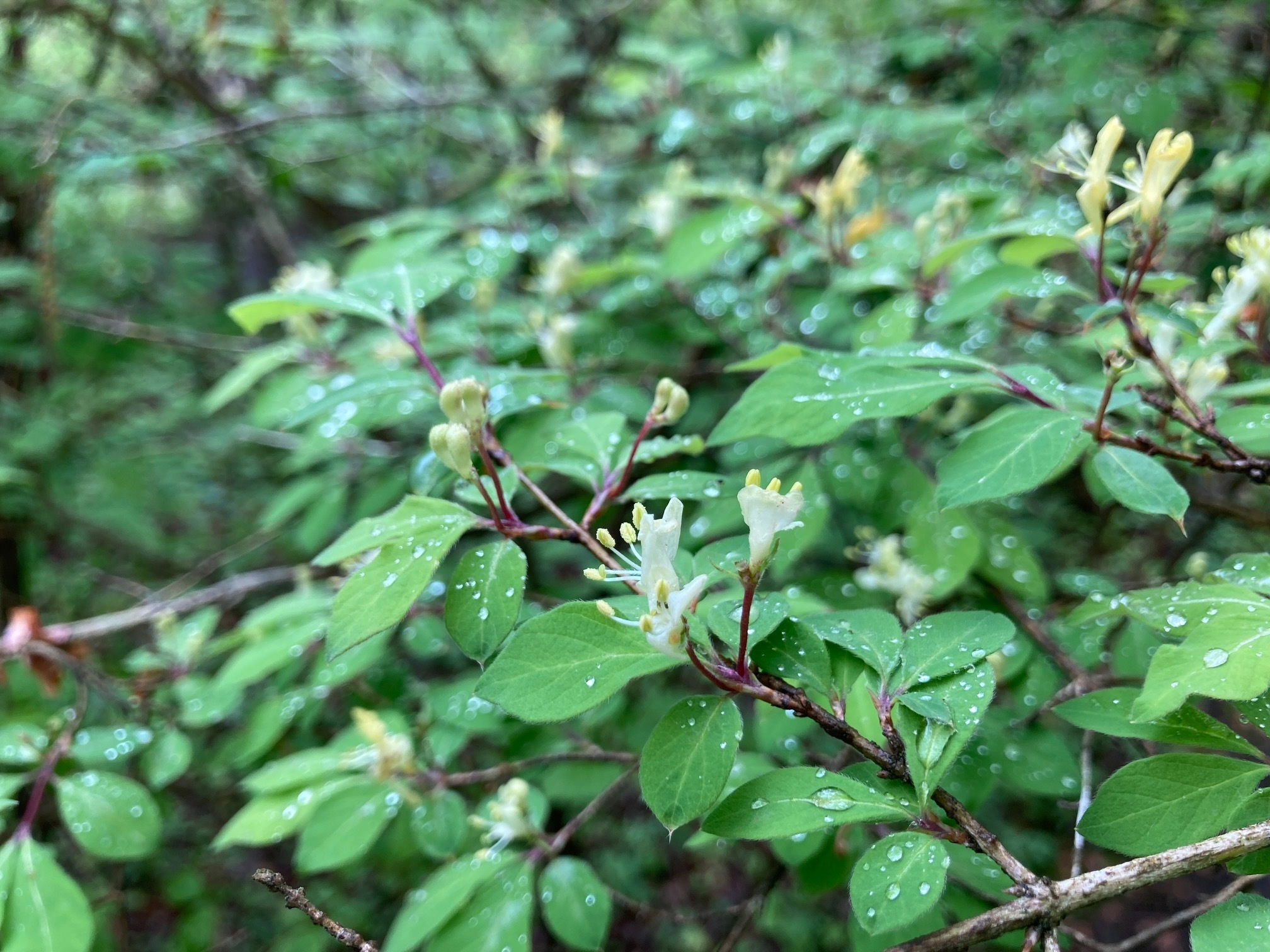 イボタヒョウタンボクの花の写真