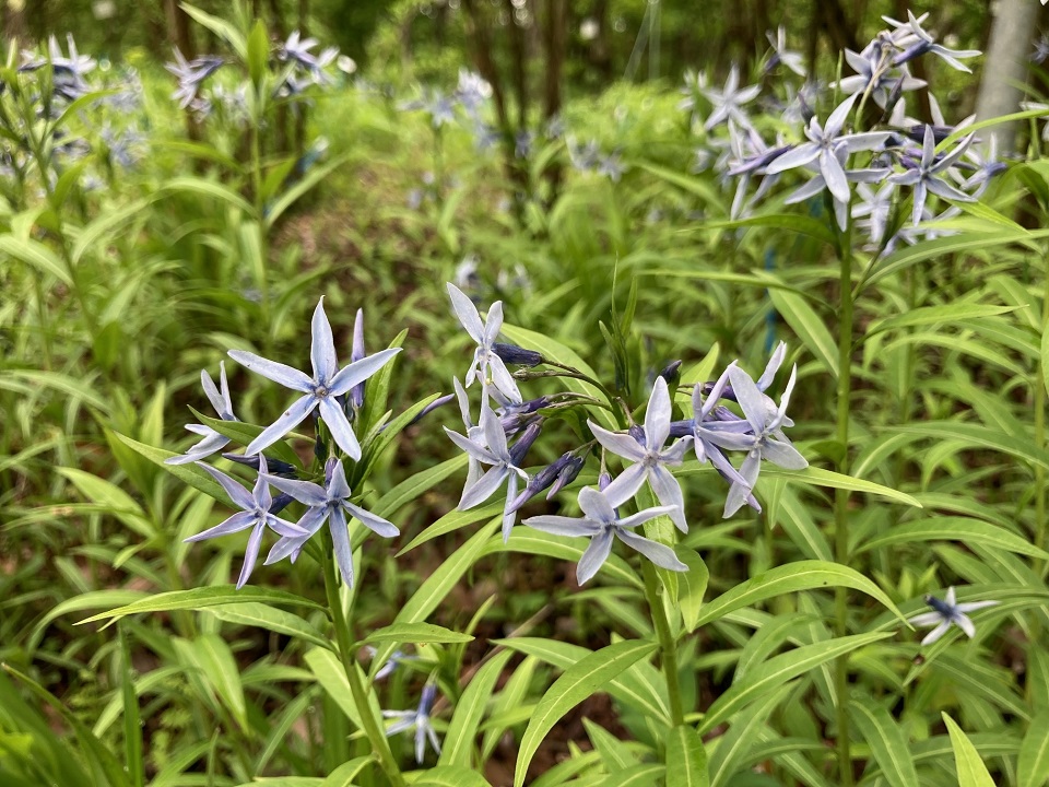チョウジソウの花の写真