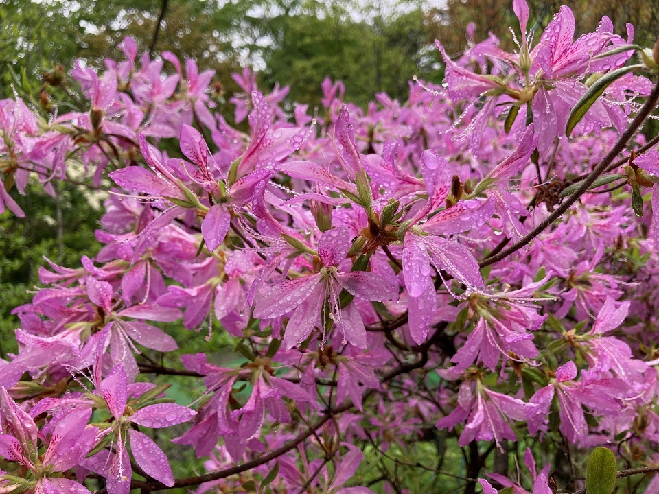 モチツツジ・花車の花の写真