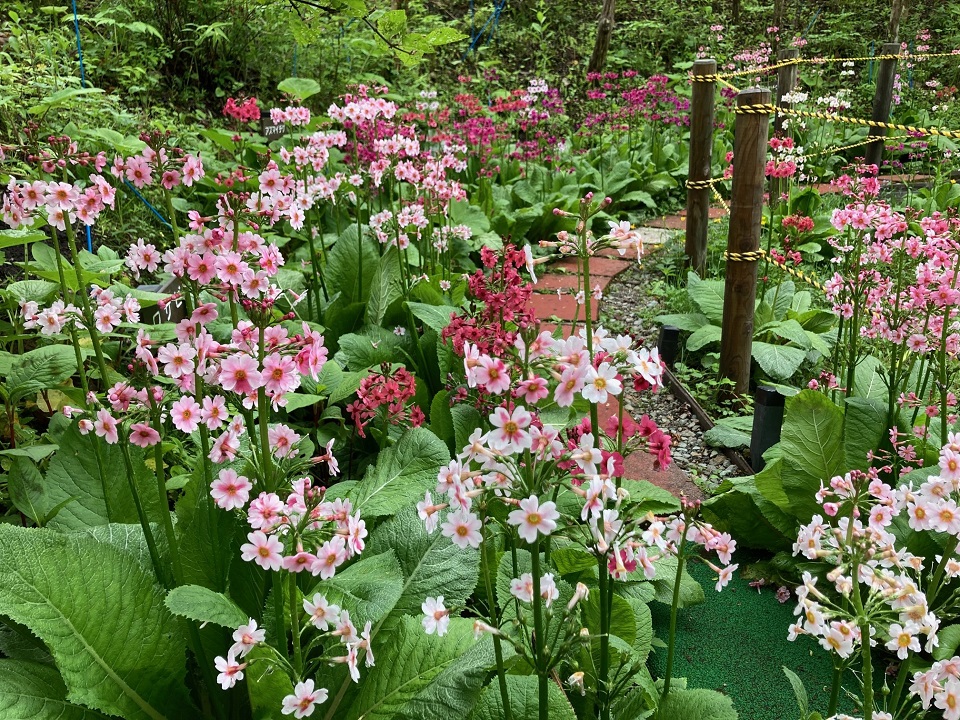 クリンソウの花の写真