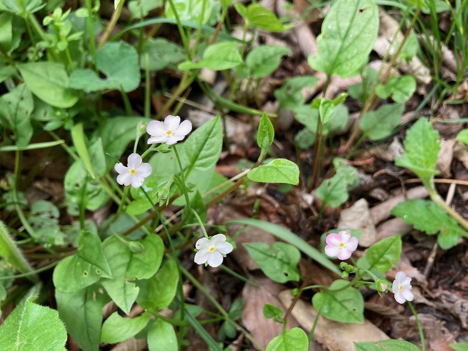 ツルカメバソウの花の写真