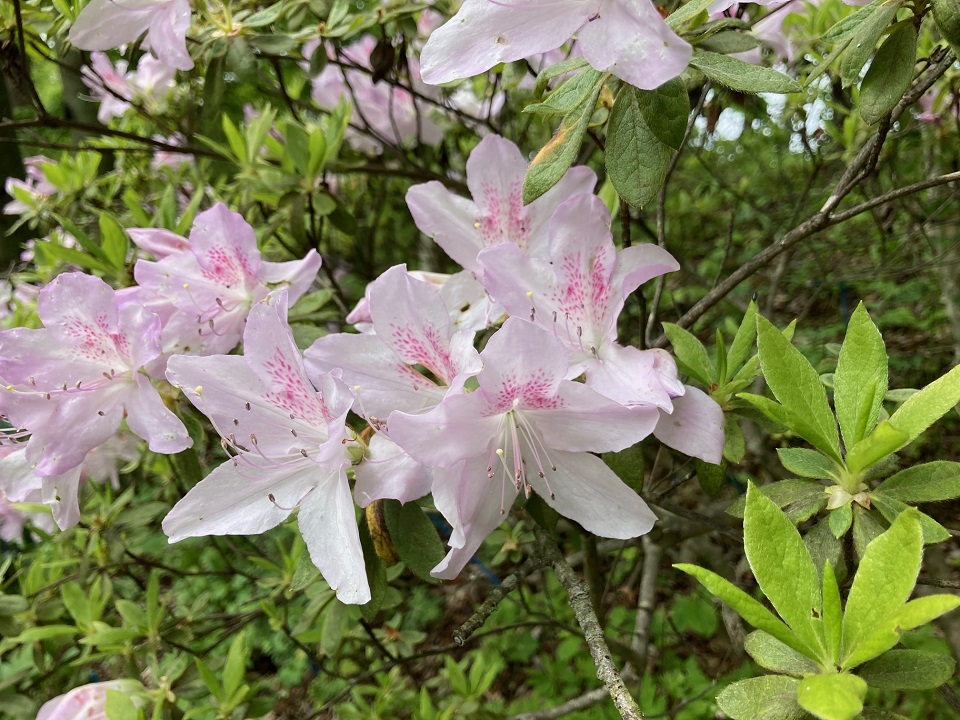 リュウキュウツツジの花の写真