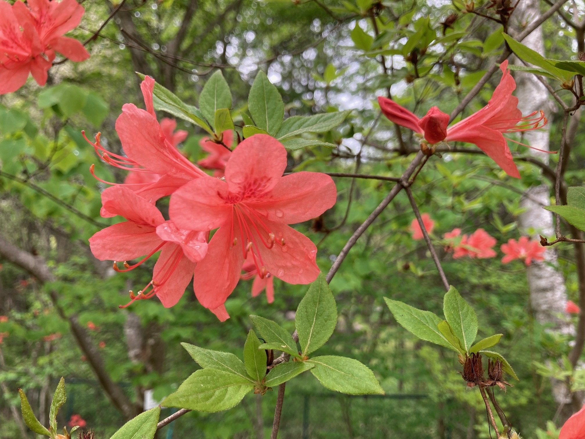 ヤマツツジの花の写真