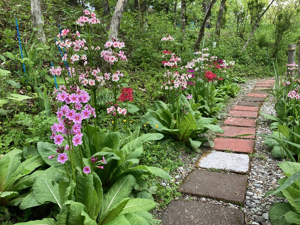 クリンソウの花の写真