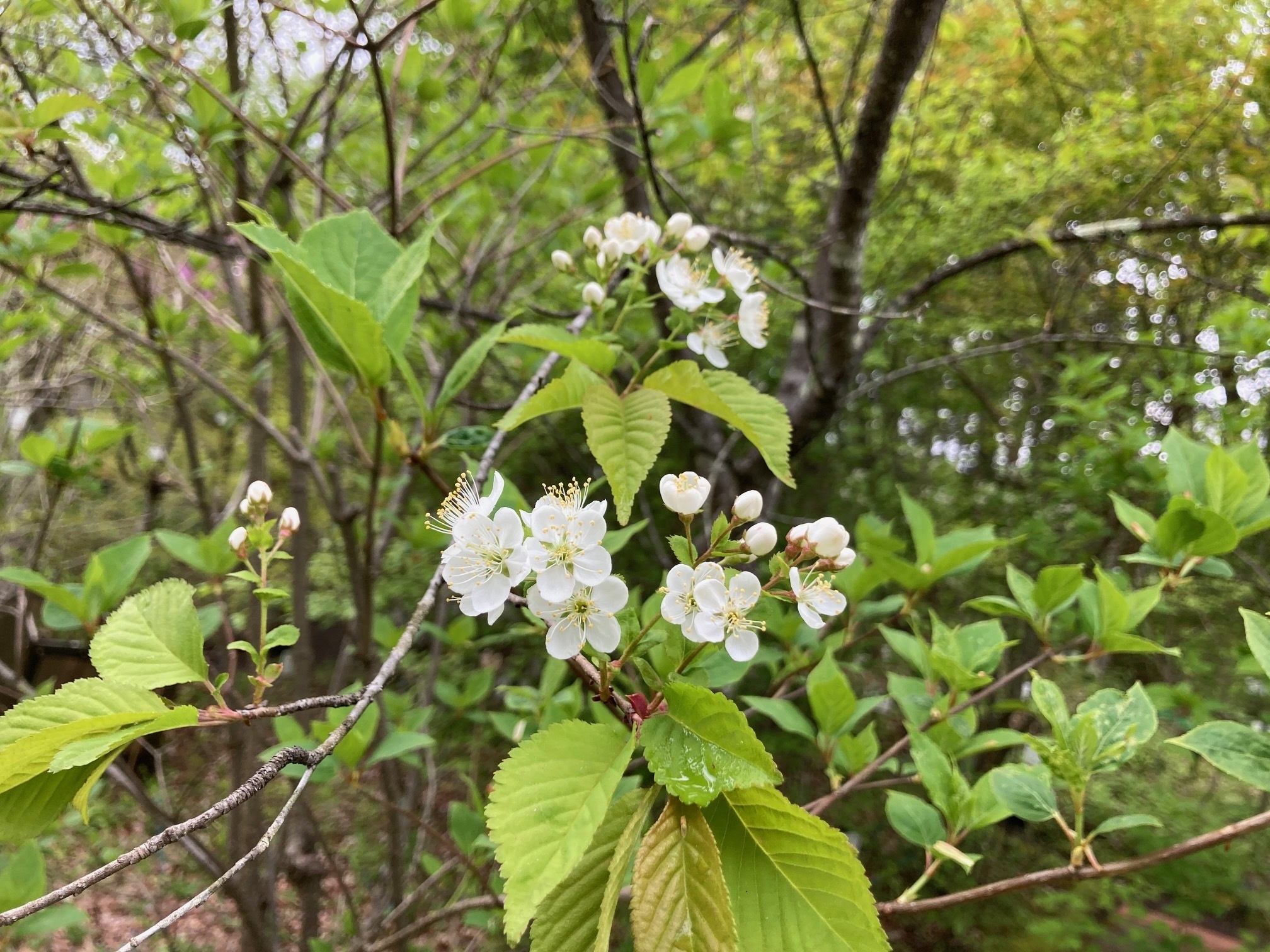 ミヤマザクラの花の写真