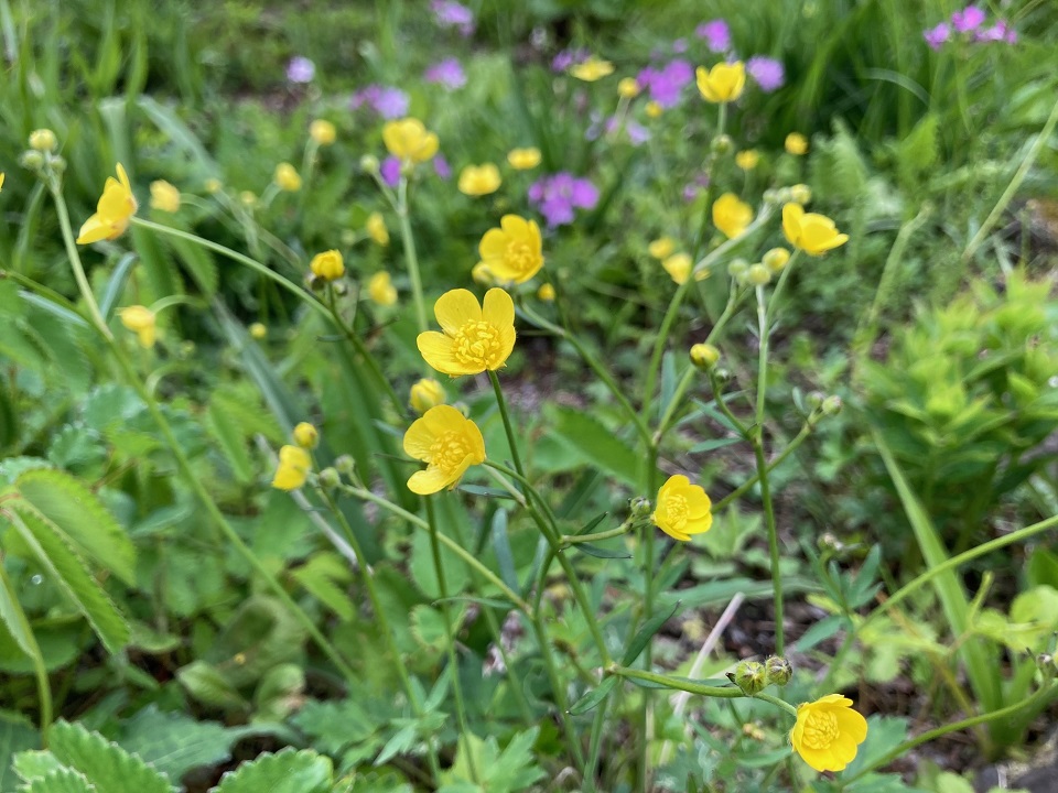 ウマノアシガタの花の写真