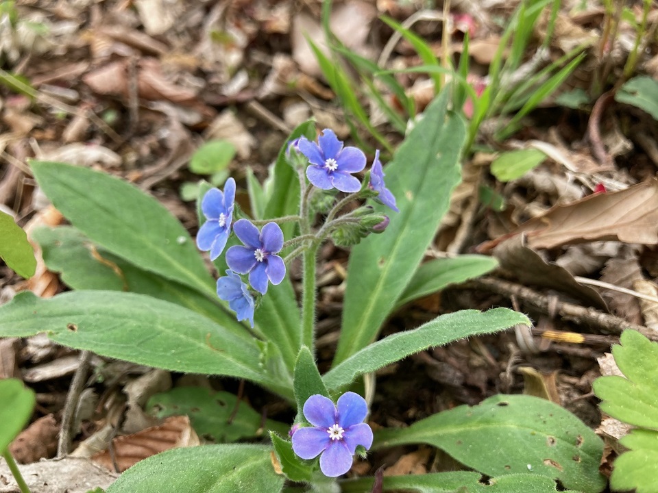 ルリソウの花の写真