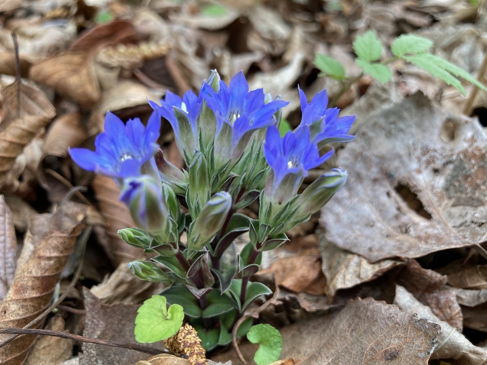 フデリンドウの花の写真