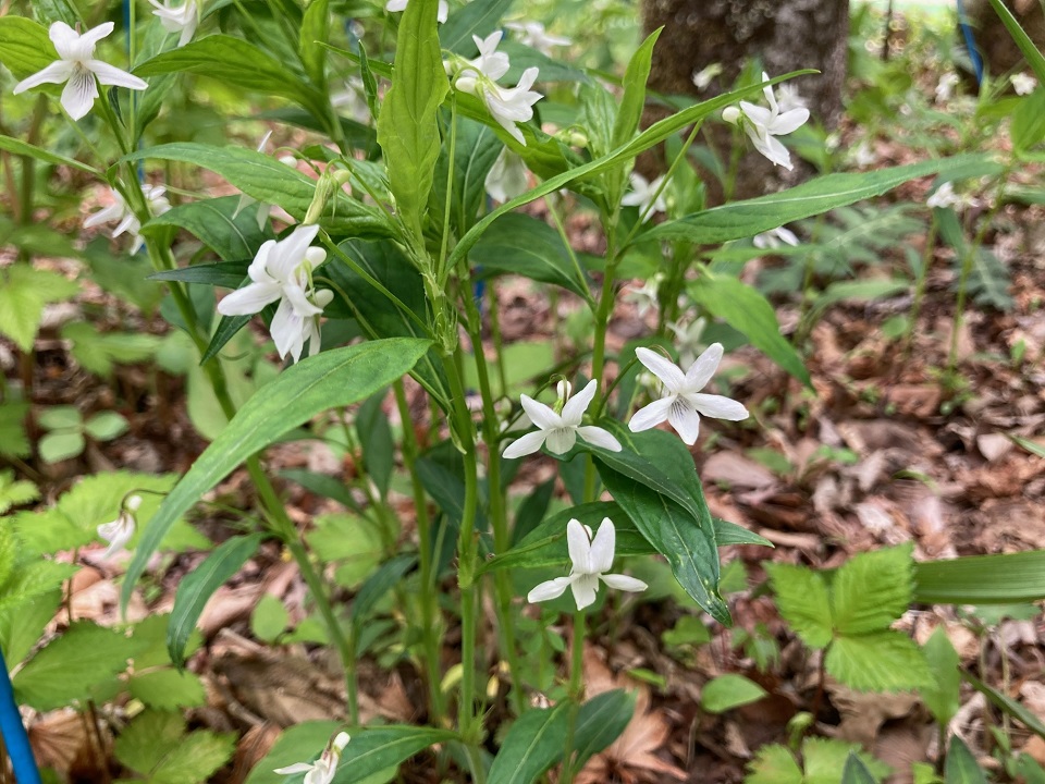 タデスミレの花の写真