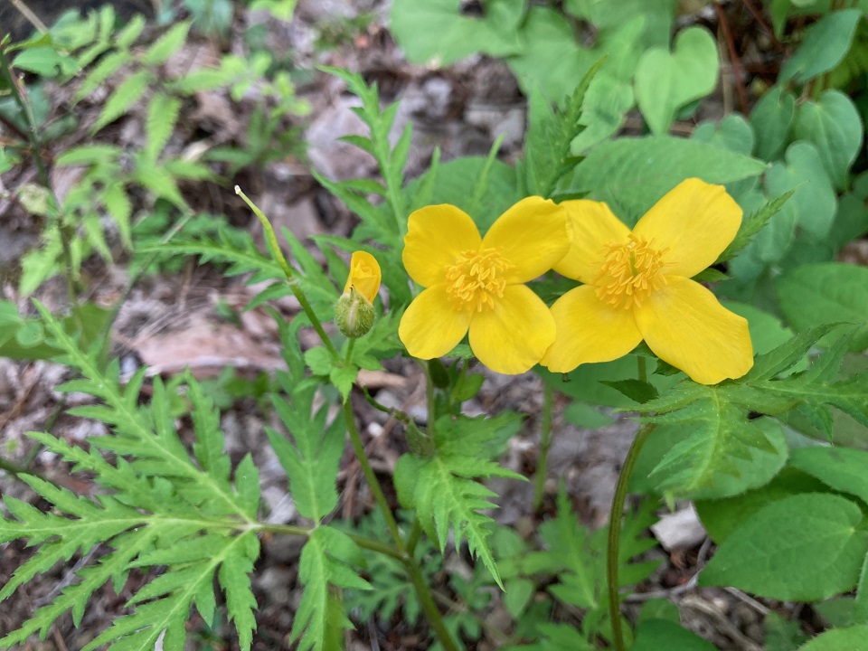 セリバヤマブキソウの花の写真