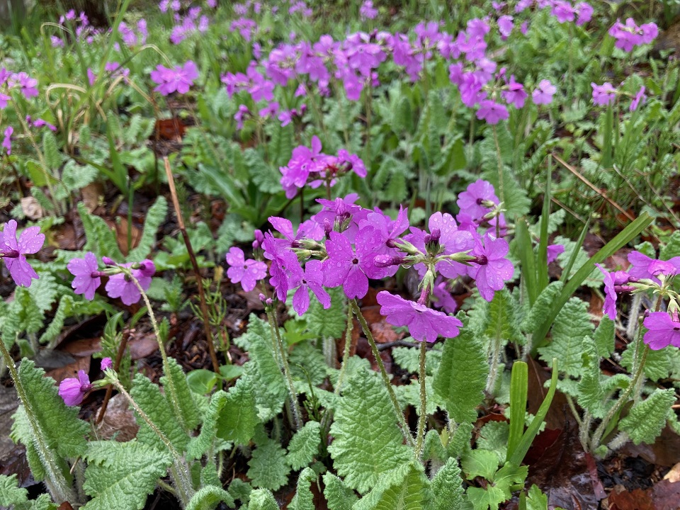 サクラソウの花の写真