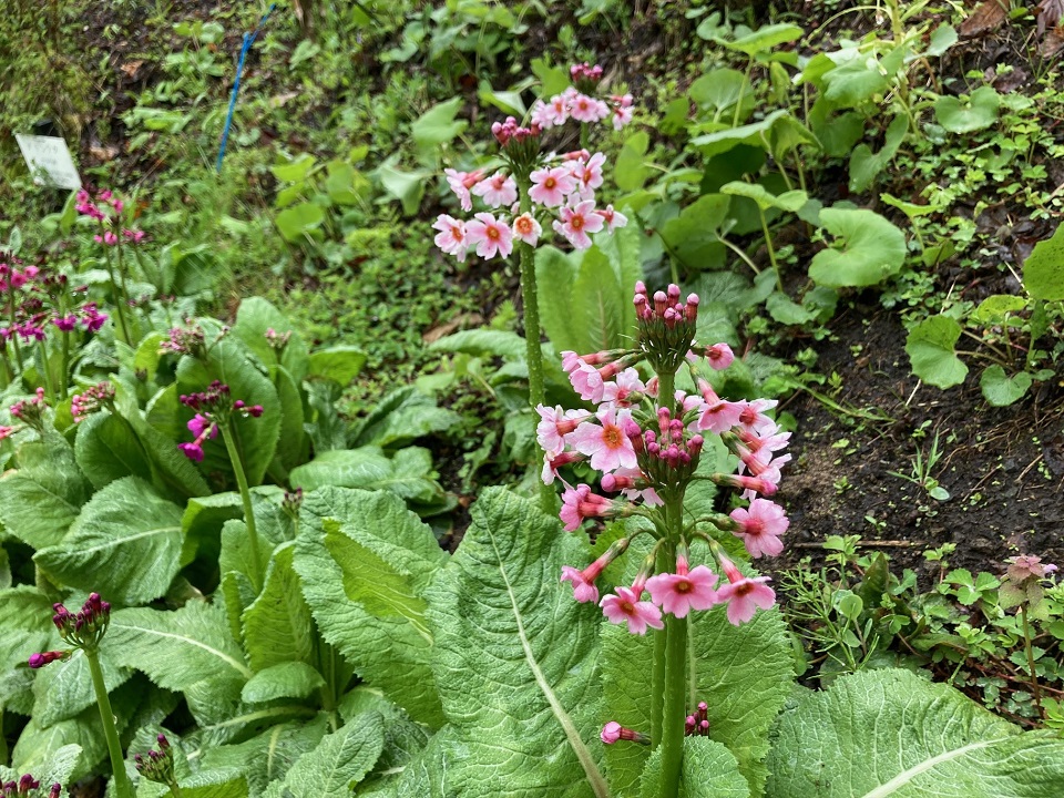 クリンソウの花の写真